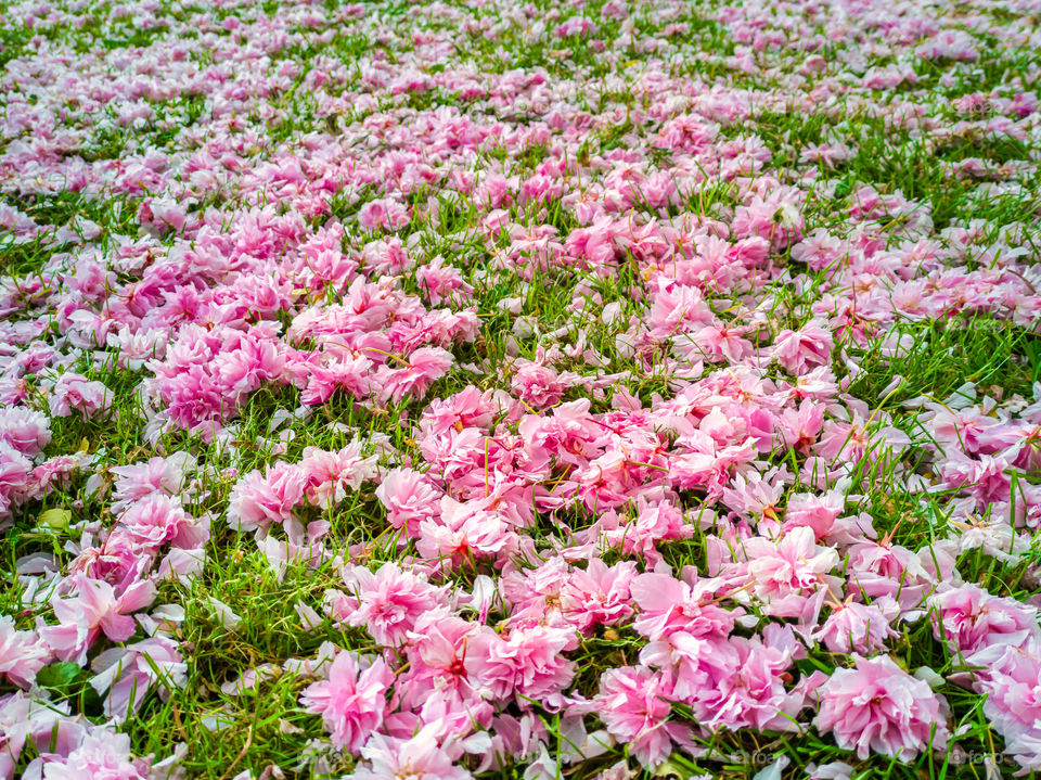 Flowery carpet. Pink Sakura Cherry petals on green lawn.