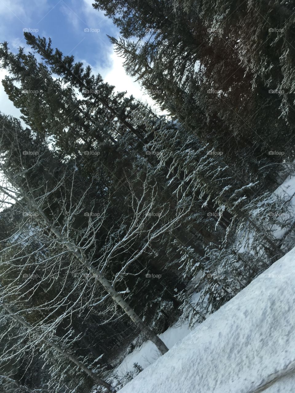 Snowy forest trees