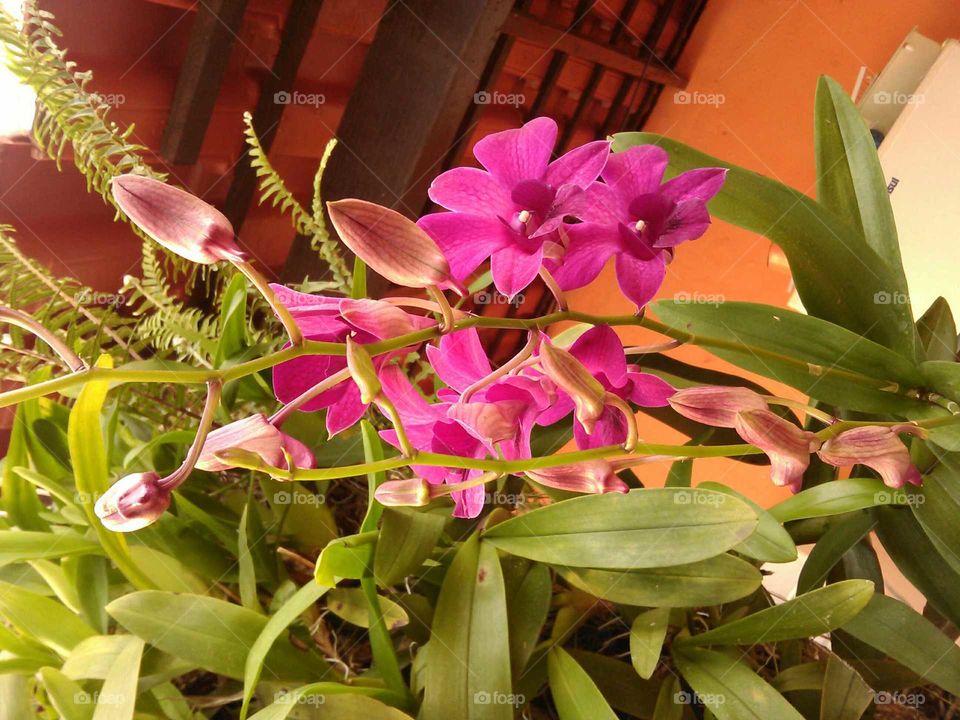 Orquídeas 🌹