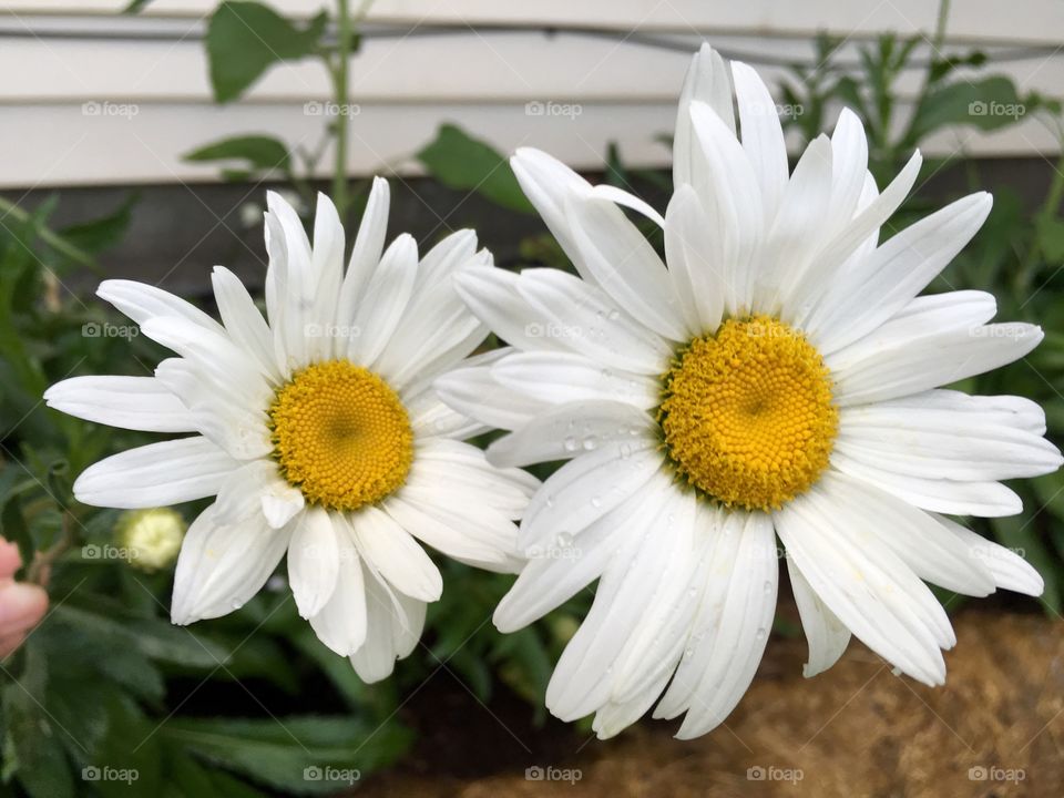 Daisies