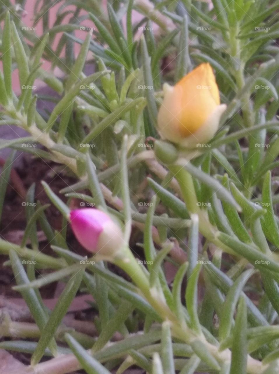 pink nd yellow flowers bud growing up very beautiful generally found everywhere fresh seasonal