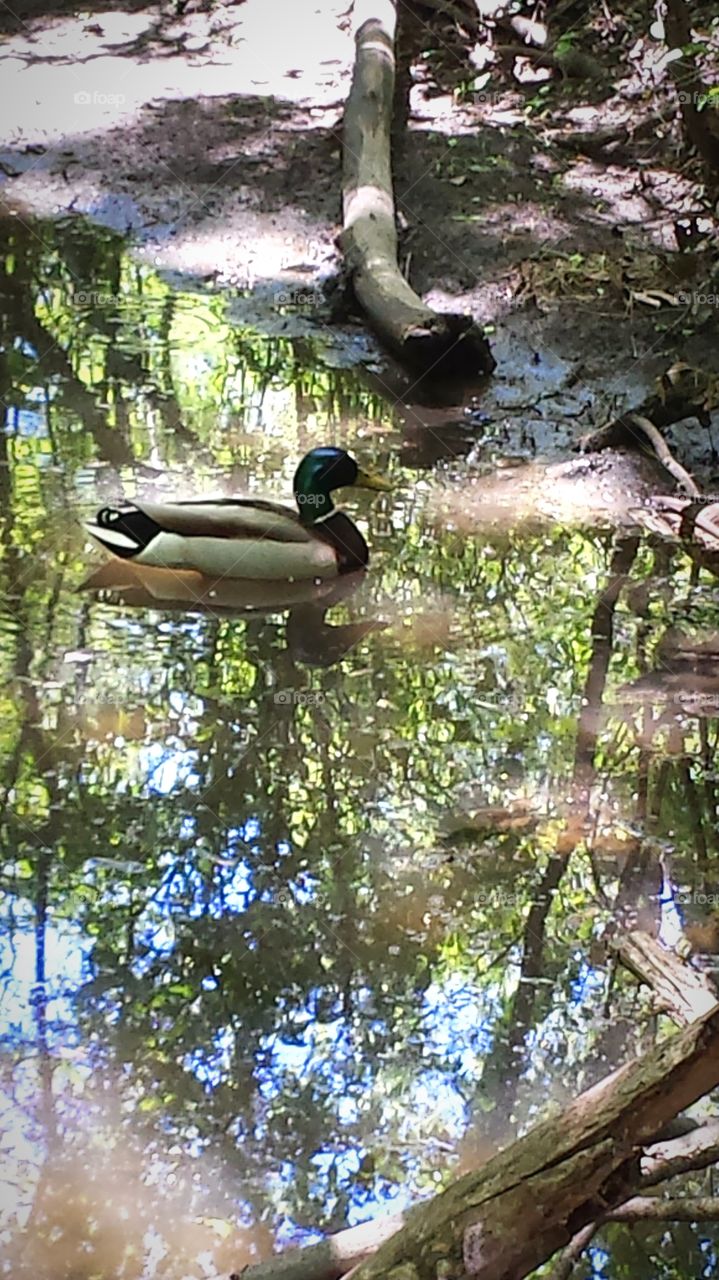 duck in a creek