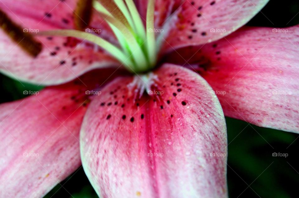 Detailed Lilly petal 