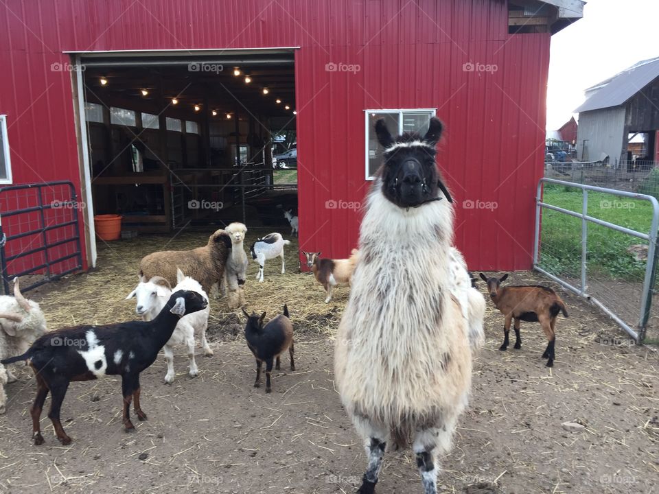 Guard llama and her goats