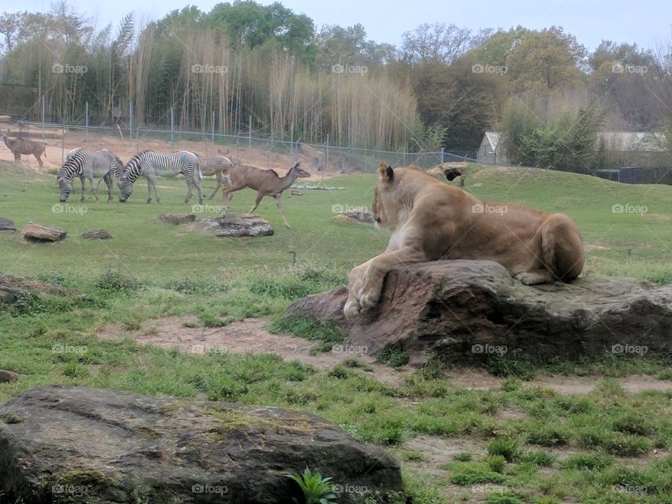 lioness watching out