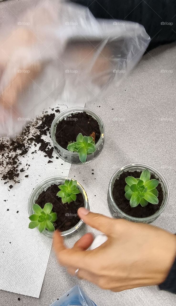 change small plants.