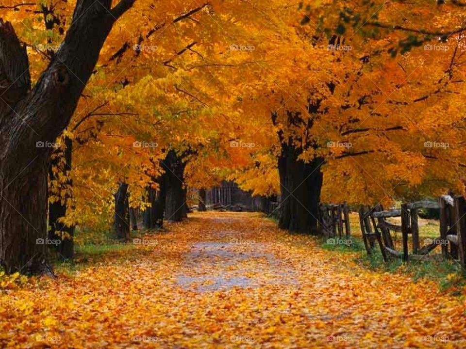 Autumn is the season after summer and before winter. Autumn is also known as the fall, in which both Thanksgiving and Halloween are celebrated. 
