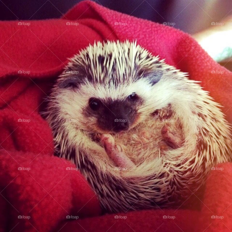Hedgehog in a Blanket