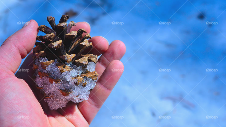 Holding a snowy pinecone