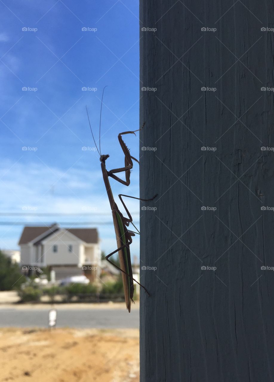 Praying mantis