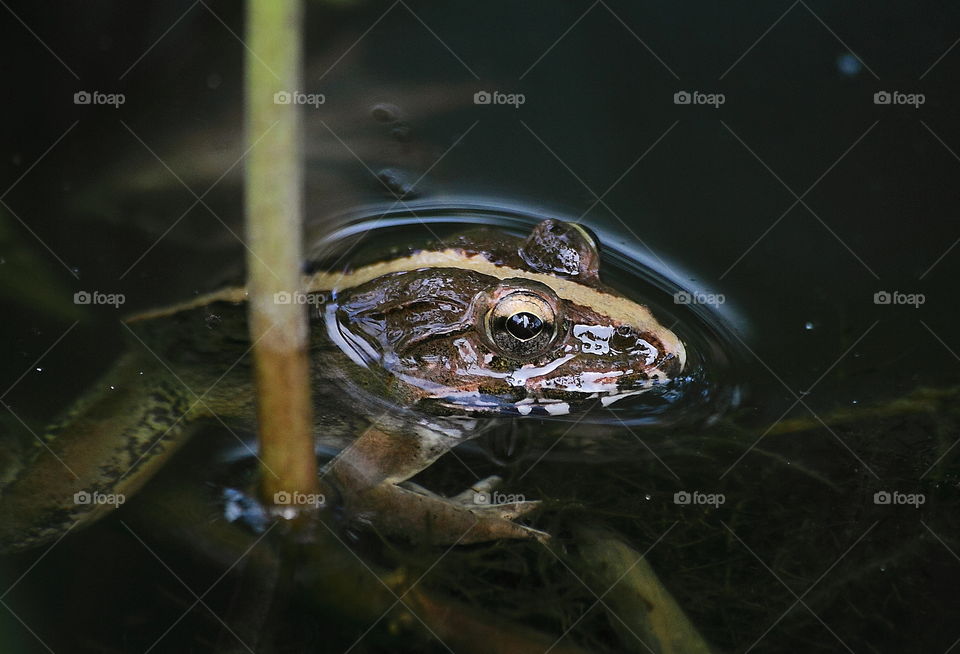 Mud frog. Lined well of that gray body from the mouth of its, until the snout. Habitat's mud, and others near of paddy plots .