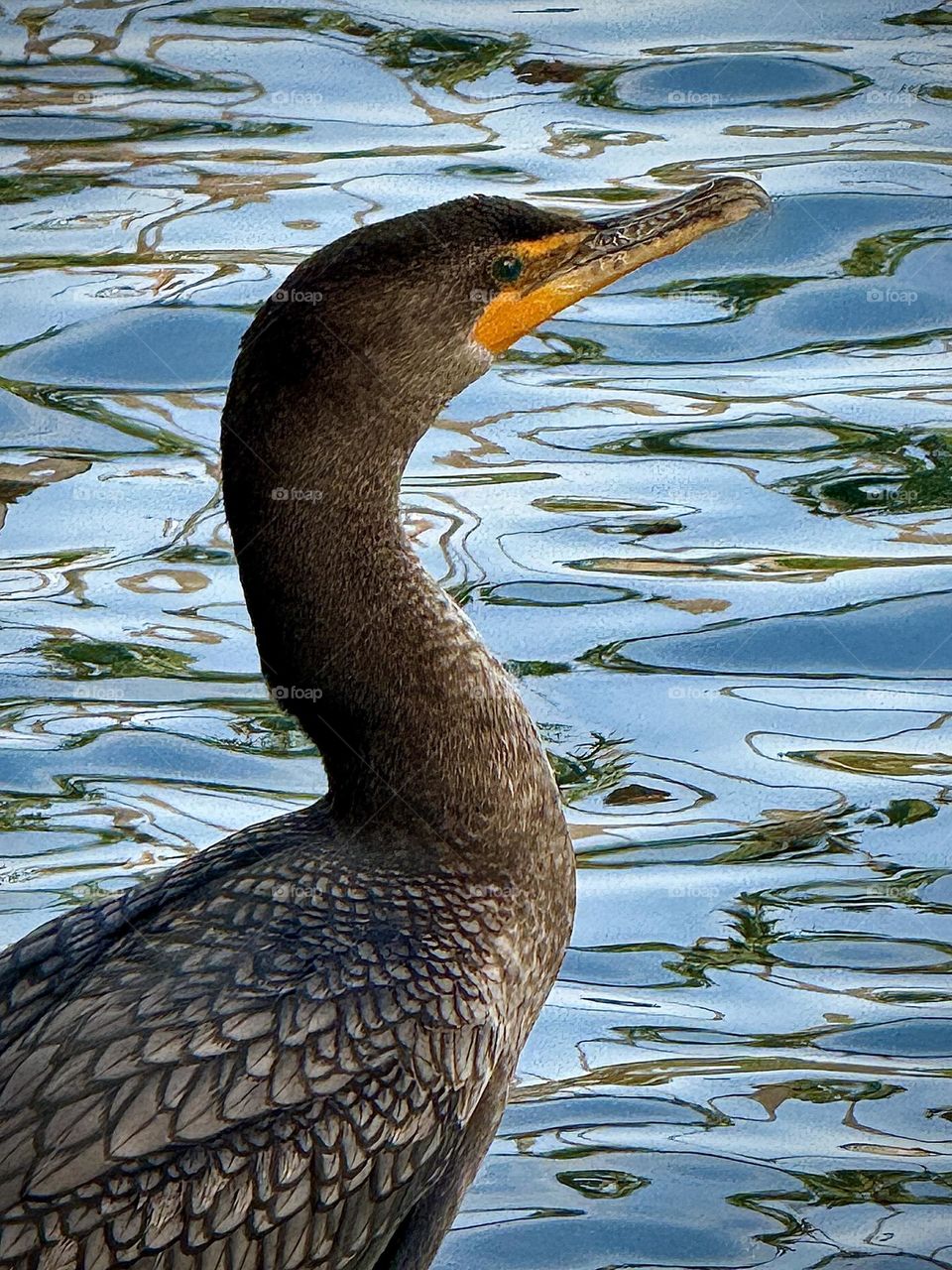 Double-crested Cormorant