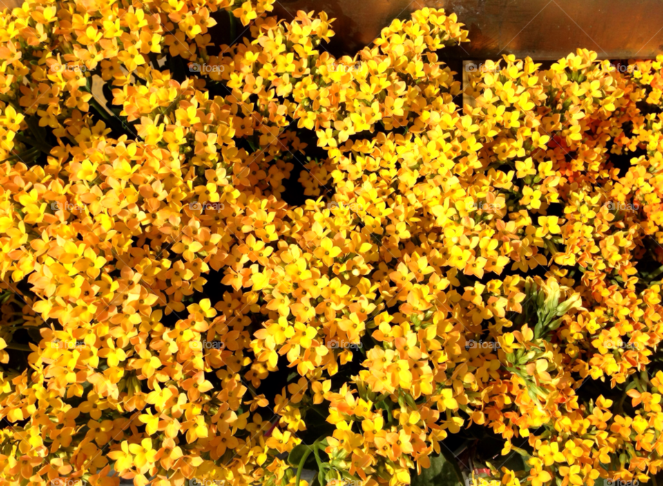 yellow nature flower plant by jmsilva59