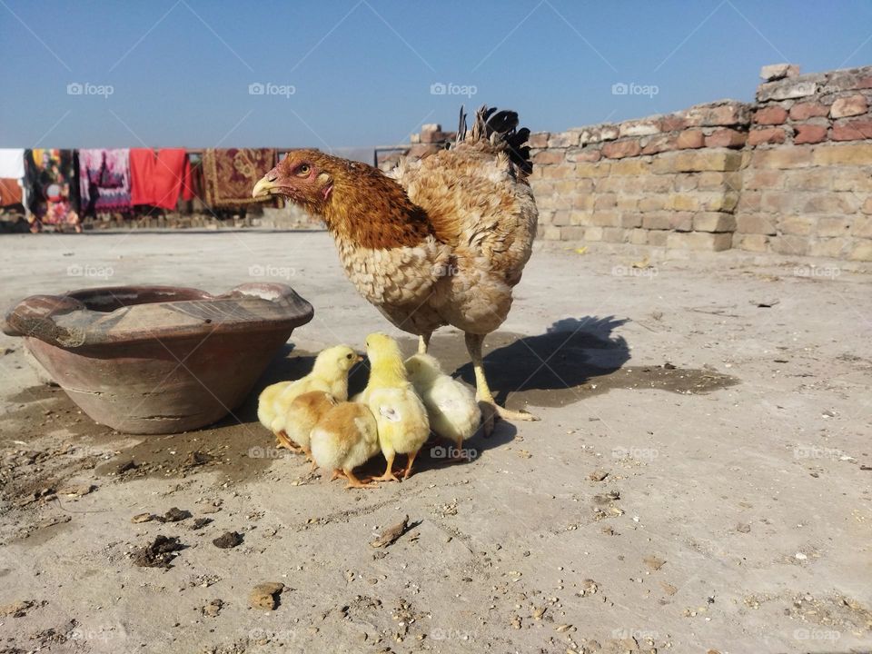 my terrance hen with its chick's