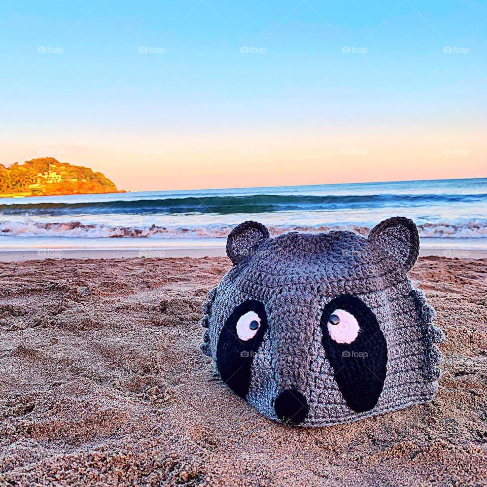 Beach raccoon