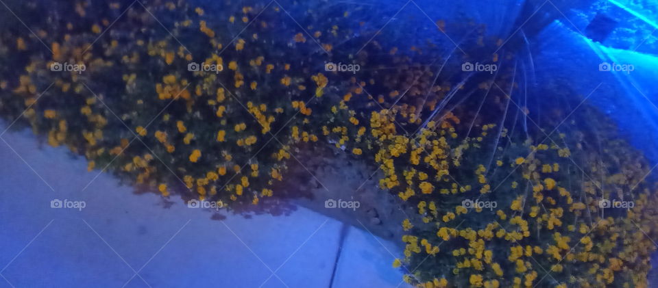 desert plants for casino landscape