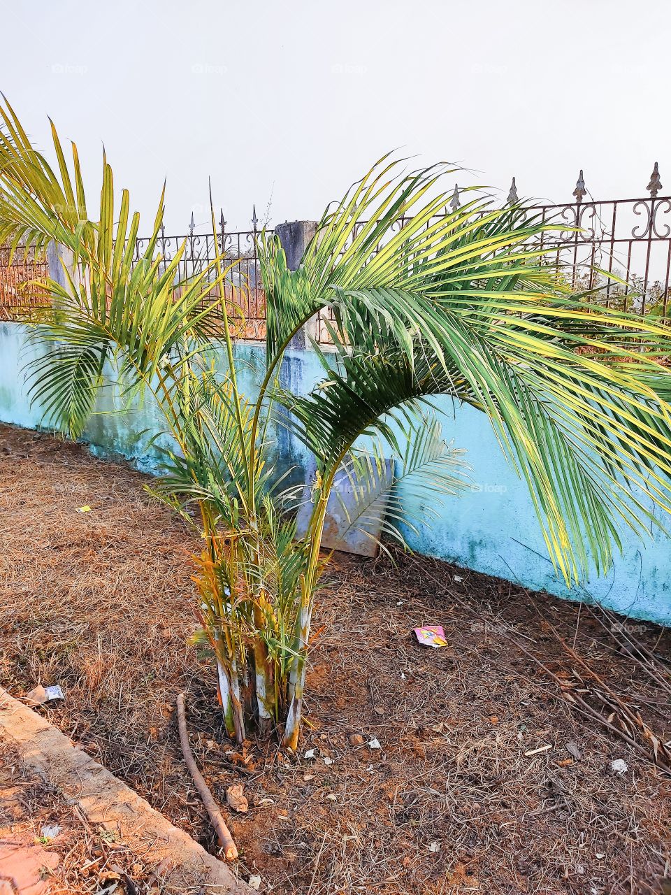 Beautiful😍 tree🌴