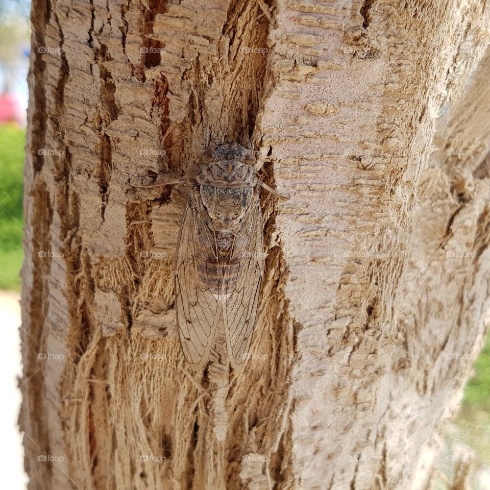 Durchsichtige Zikade, cicada