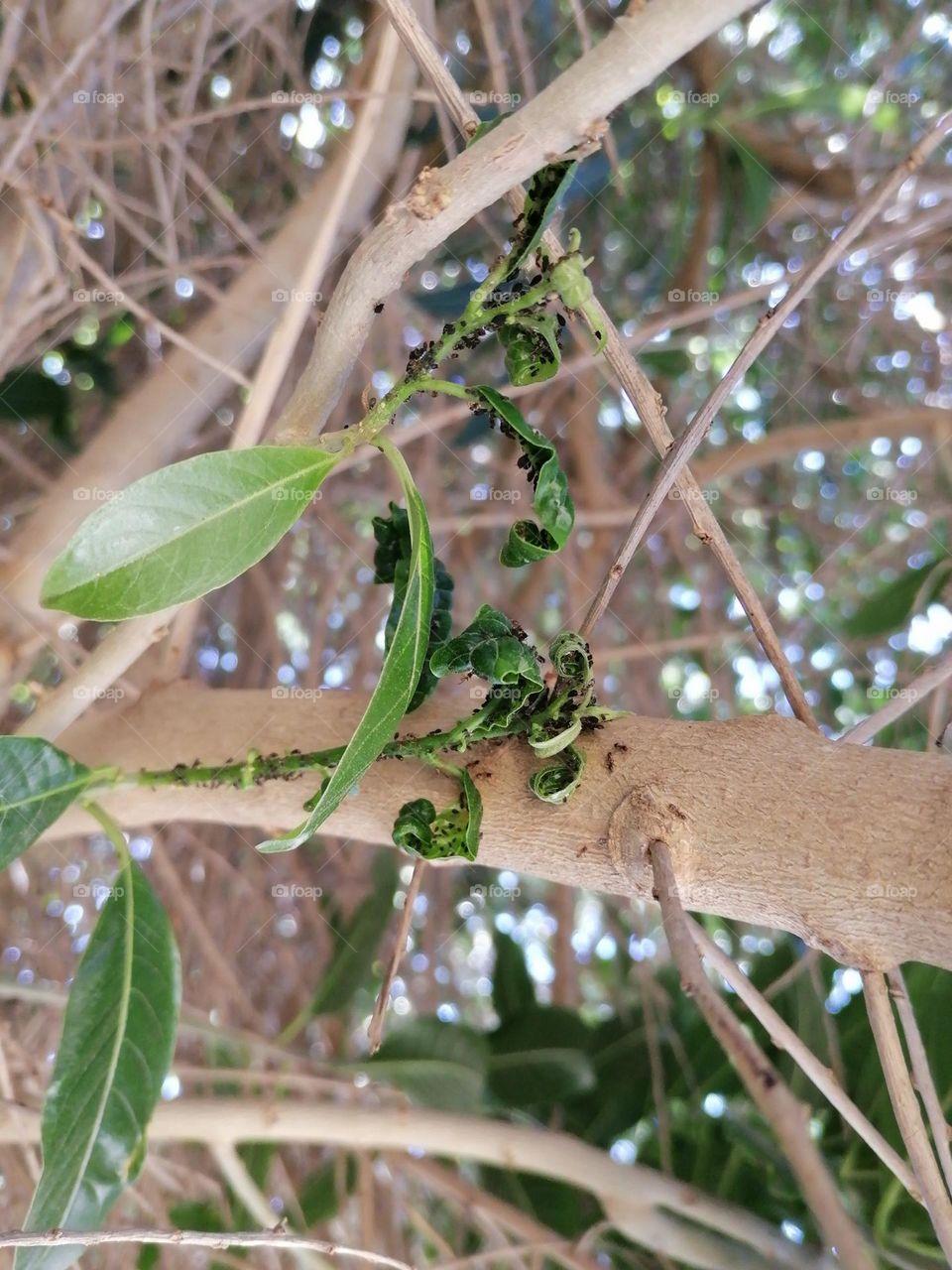 Upload photo of the week : ants in tree