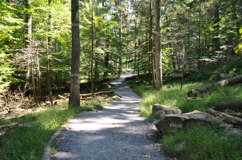 wooded path. Great hiking trail in Catoctin Mountain State Park,  in Thurmont,  MD