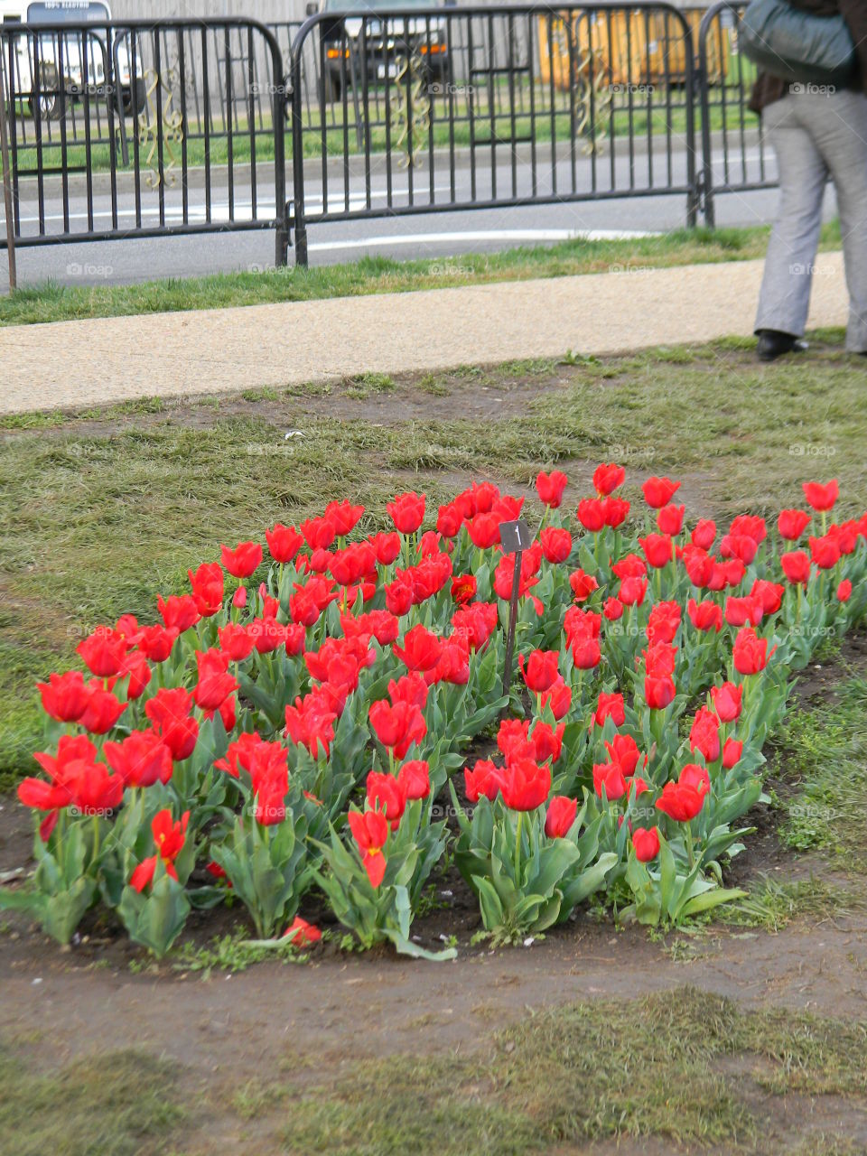 Tulips. a day in Washington DC 