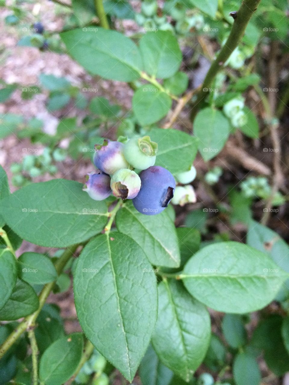 Blueberries