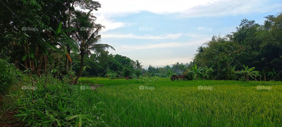 View of rice fields in the morning with cool air