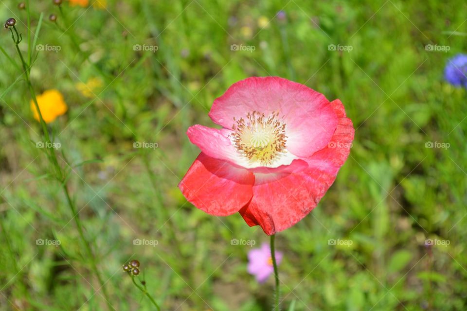 Baby Poppy in a Meadow