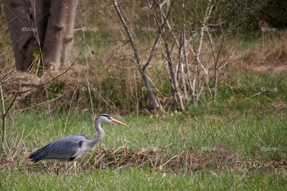 Heron Hunting