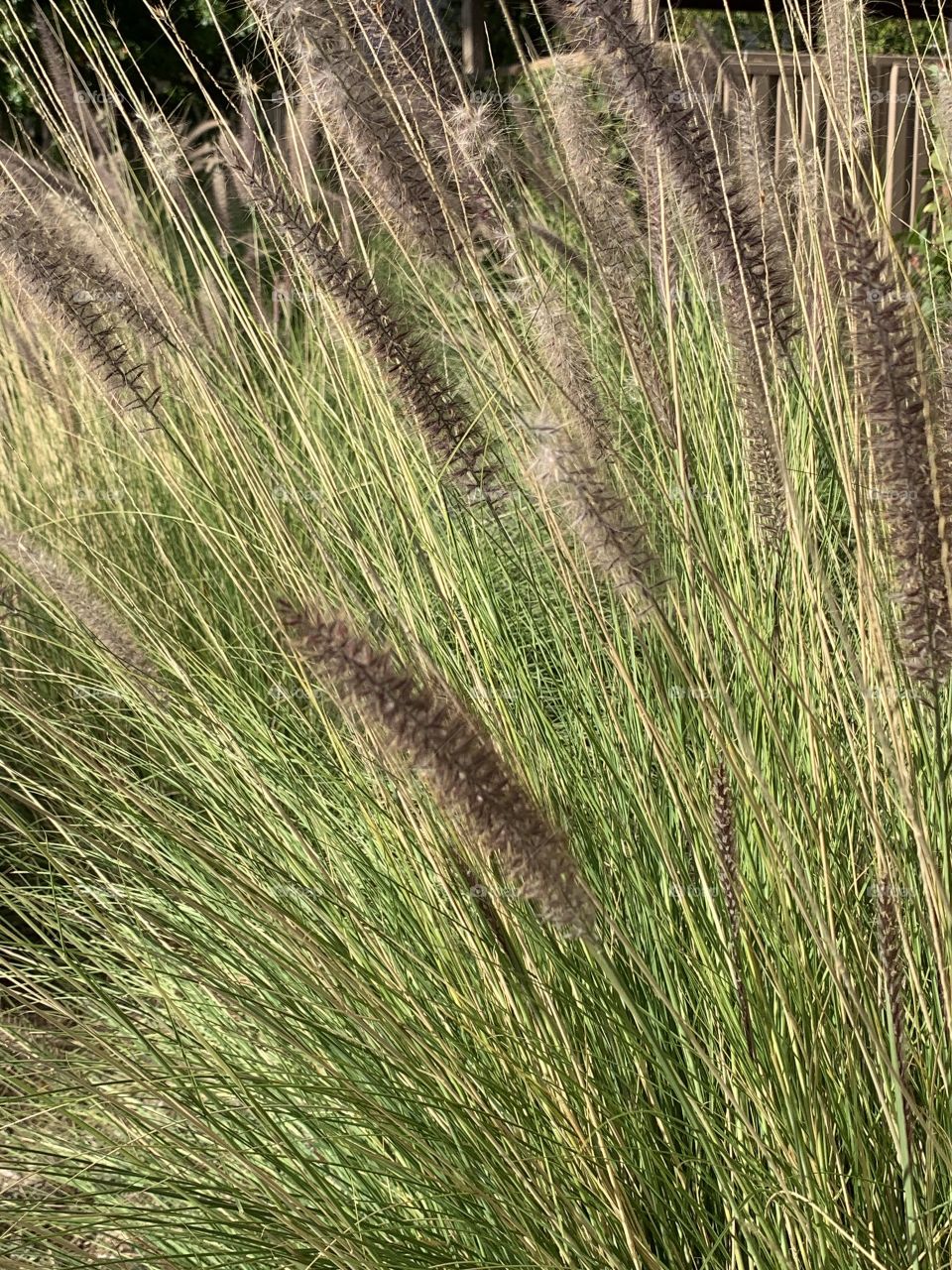 Windy Grasses