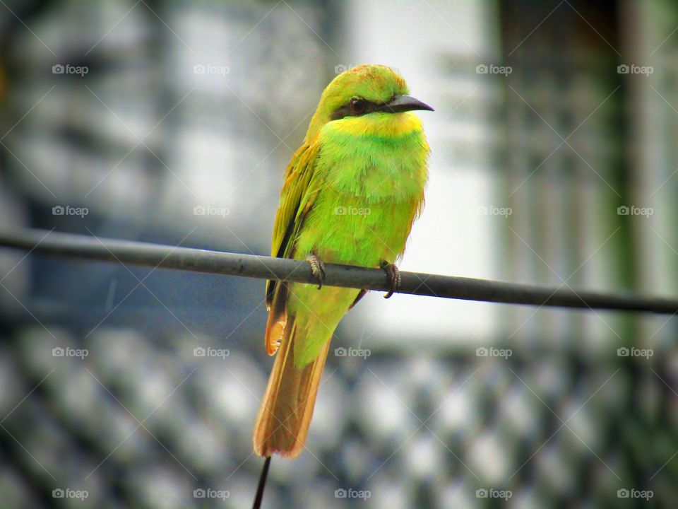 The green bee-eater (Merops orientalis) (sometimes little green bee-eater) is a near passerine bird in the bee-eater family.