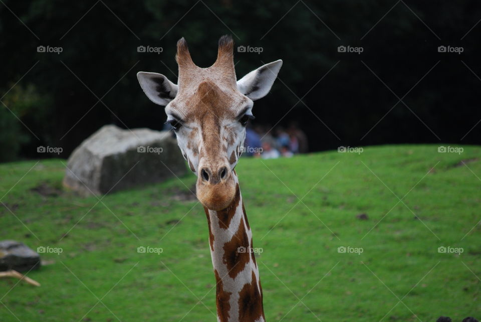 Close up Giraffe
