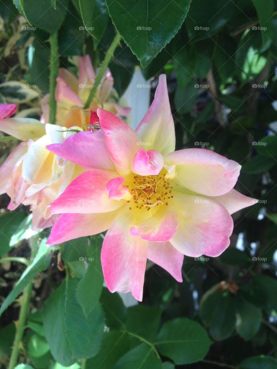 Deep pink and yellow rose blooming in the summer heat. 