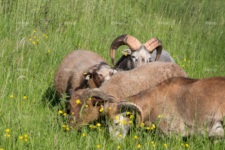 Sheep family on a beautiful summer day - får i hage en solig sommardag 