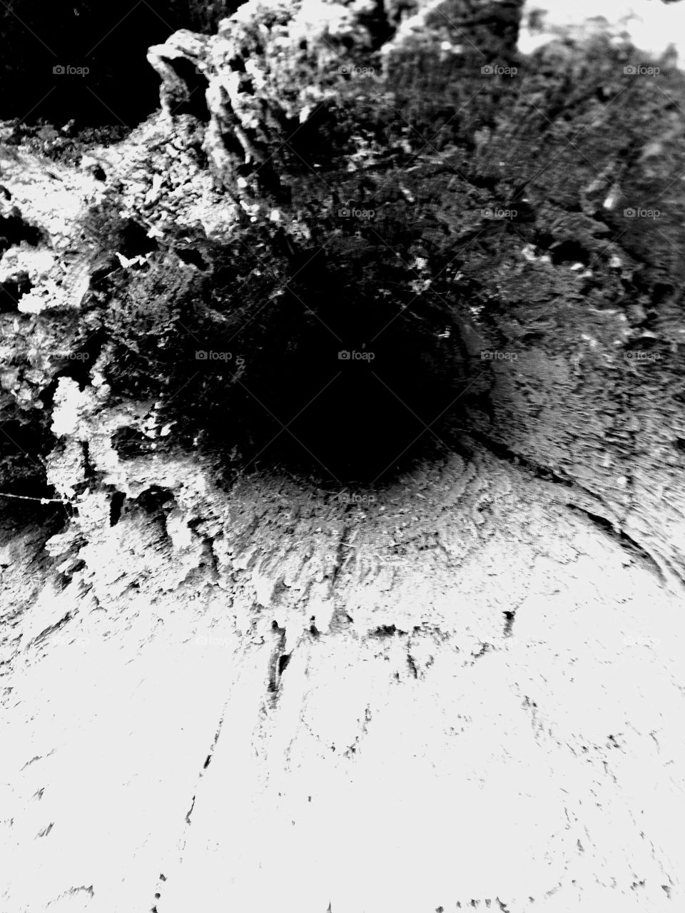Nature makes the best art- looking into a hollow log