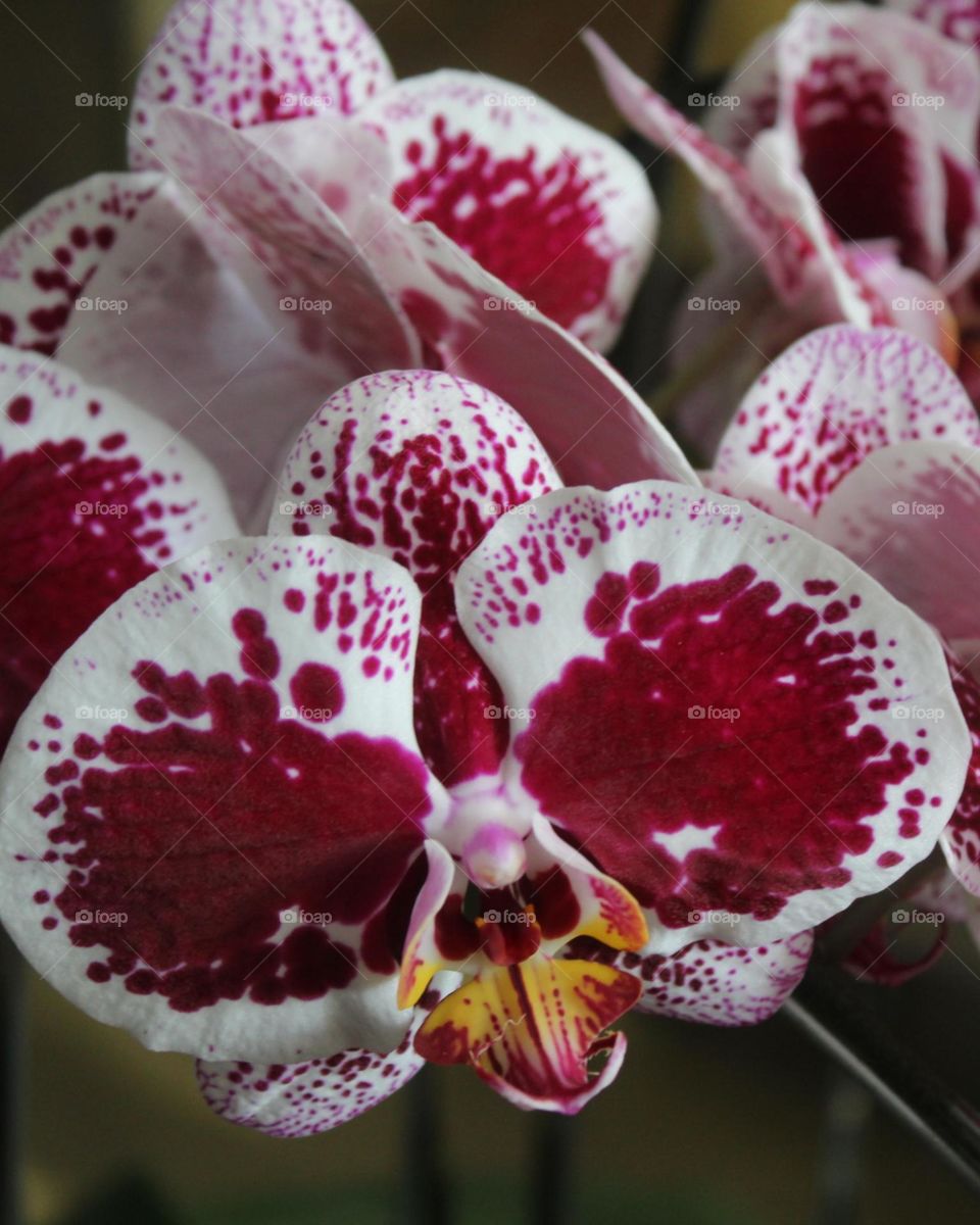 orchid flowers with beautiful colors