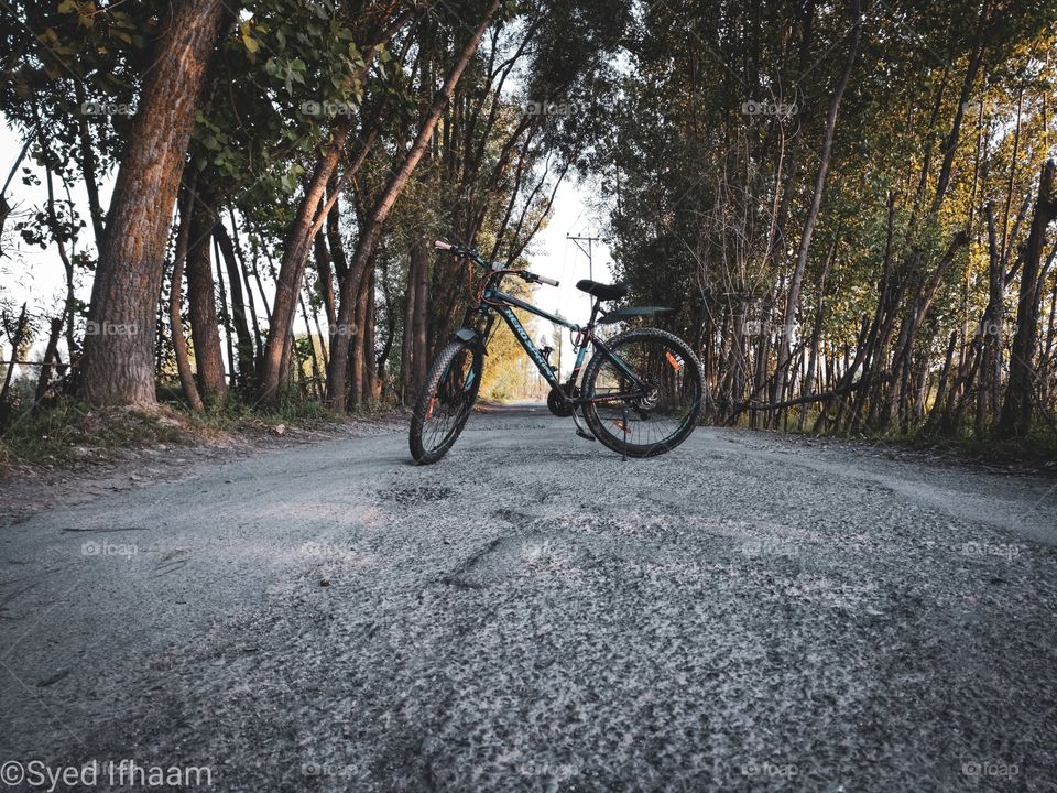 A bicycle on the road full of trees.