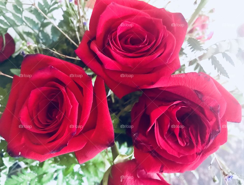 A beautiful and lovey display of red roses in a vase with green stems and babies breath. USA, America 