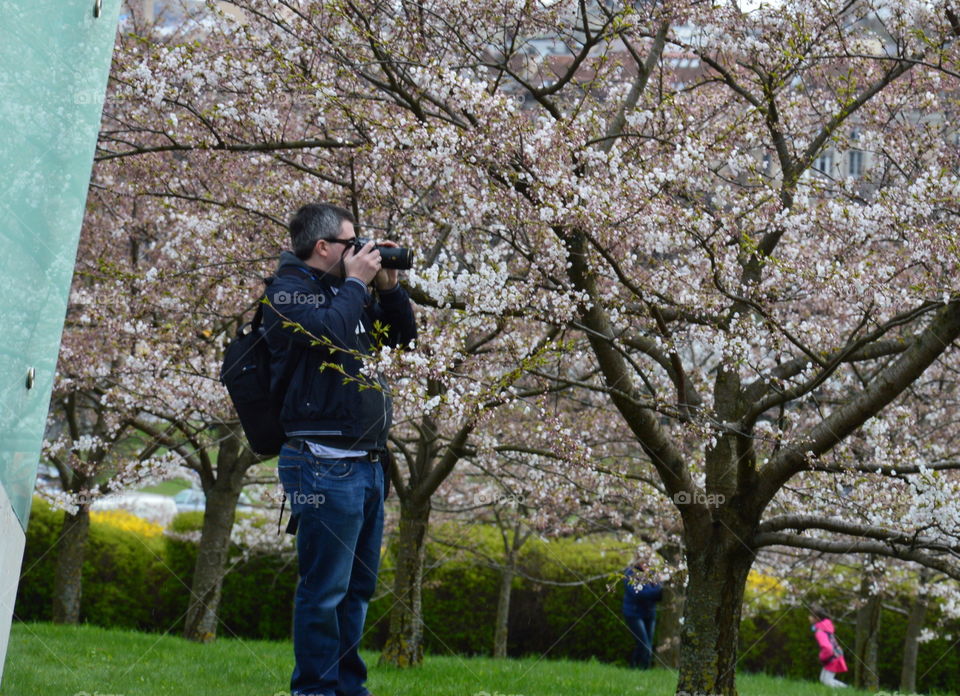 taking picture of cherry blossom