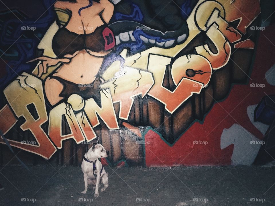 My pitt at Paint Louis 2016 in St. Louis! 