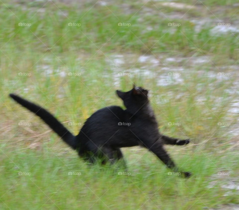 Cat jumping for butterfly