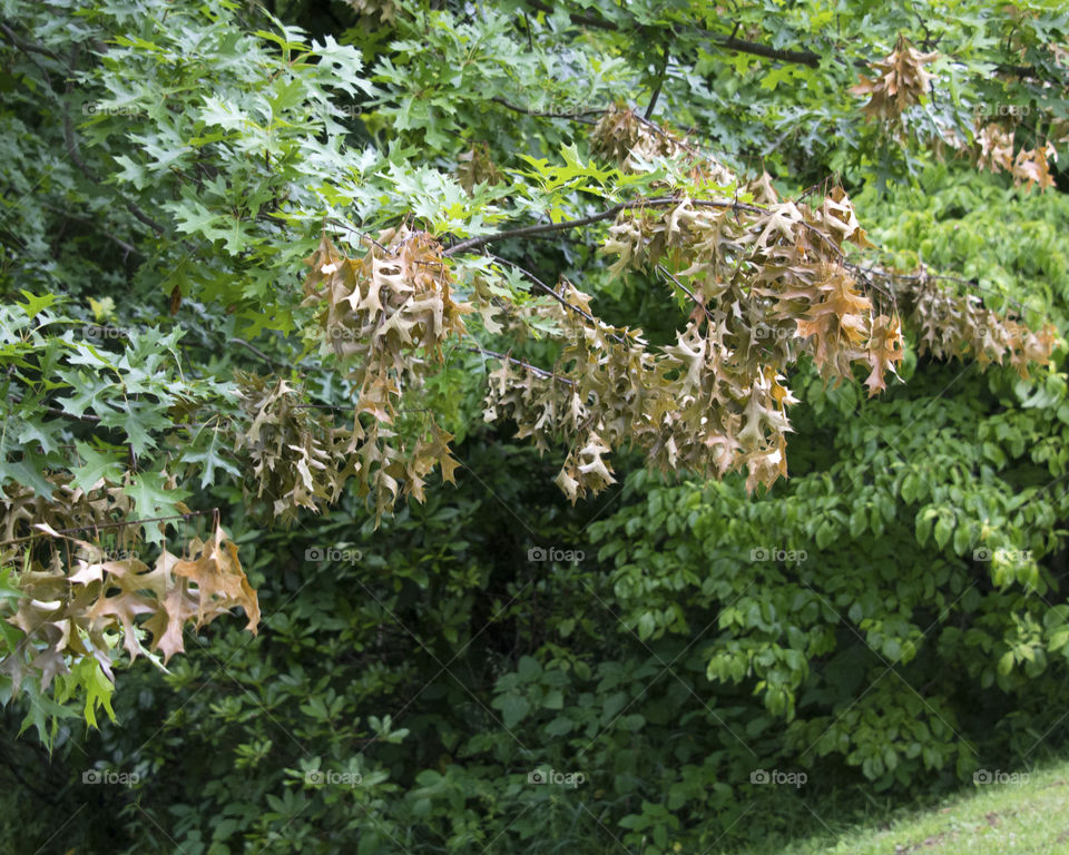 Flagging on branches of a tree caused by cicadas laying their eggs in the branches