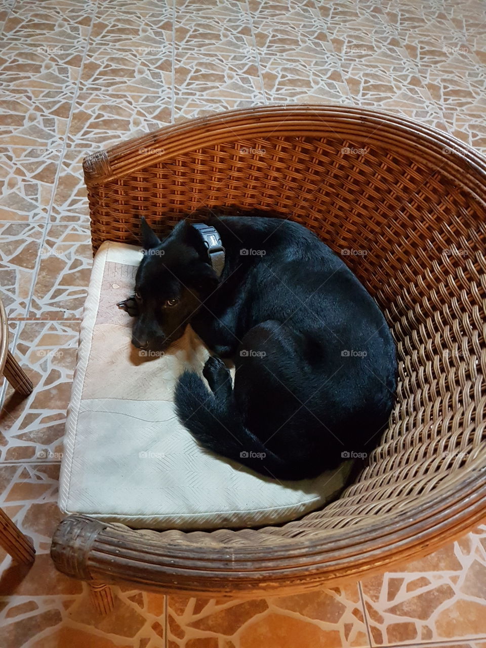Dog curled up on chair