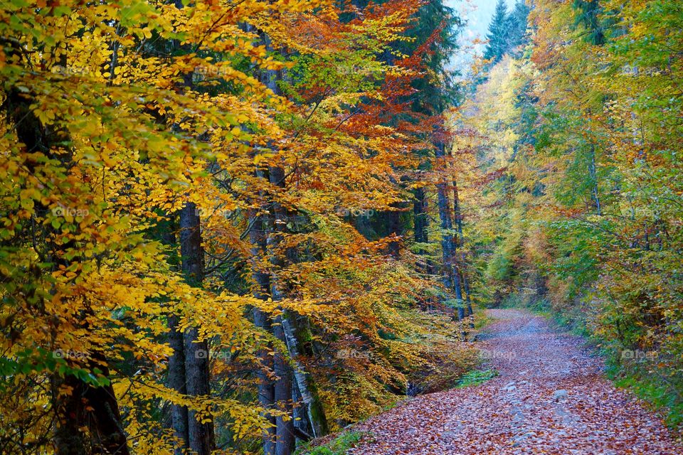 Chemin à travers les couleurs d'automne au lac de Montriond (Alpes du Nord, France)