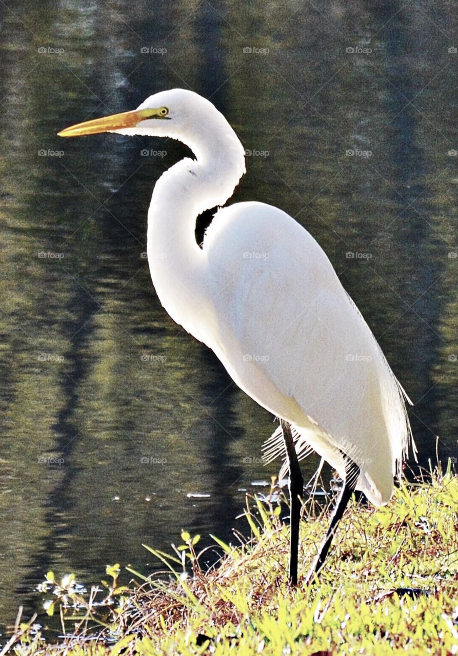 heron