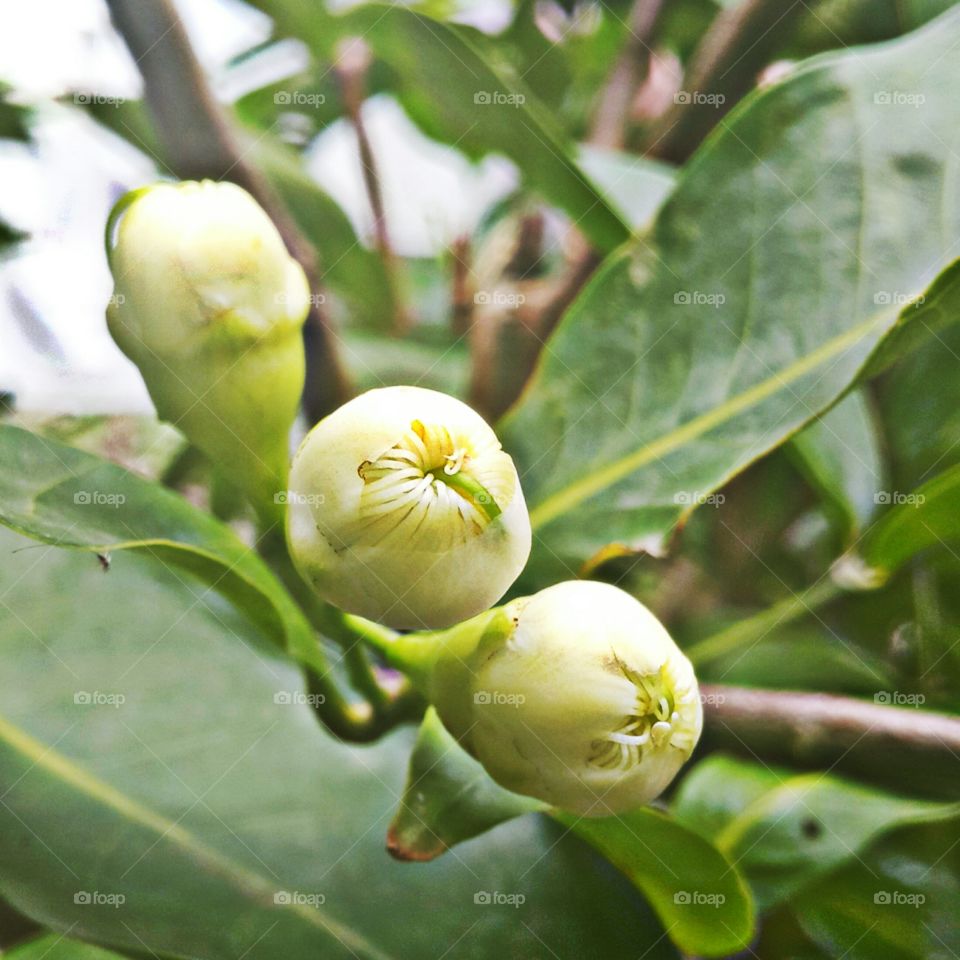 rose apple budding