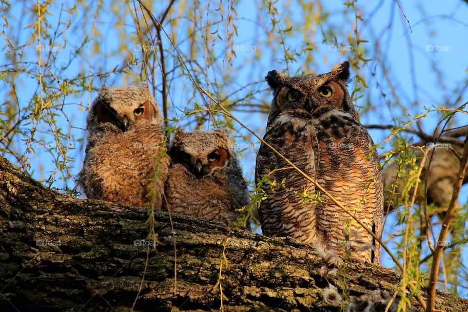 great horned baby owl with  mommy