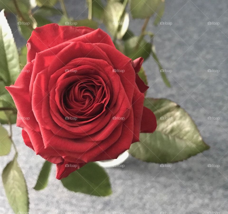 Single rose 