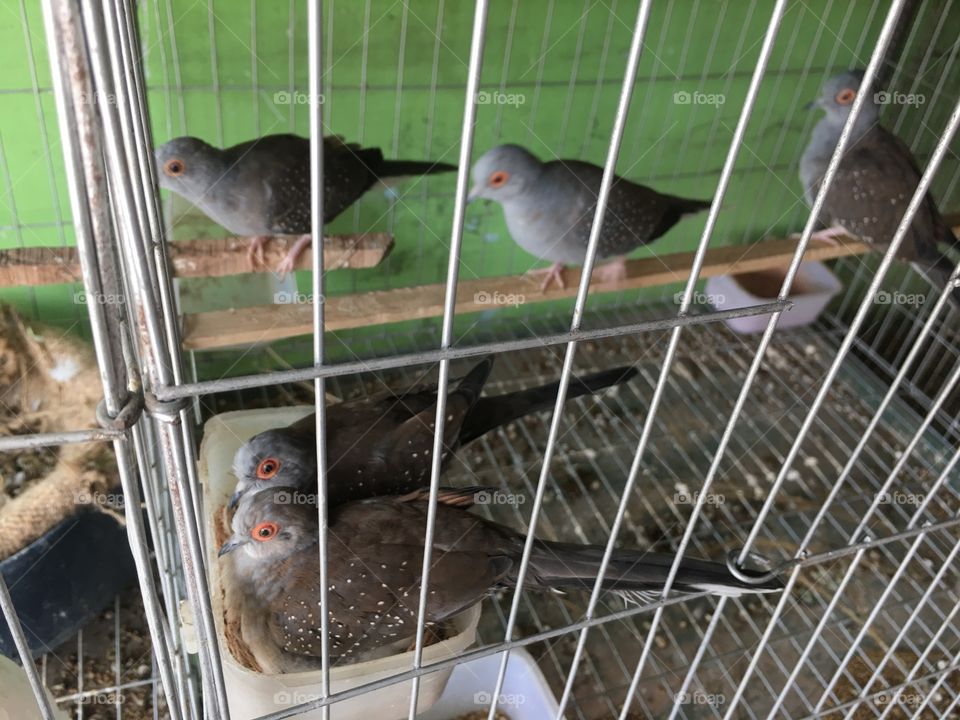 Some well full birds 
