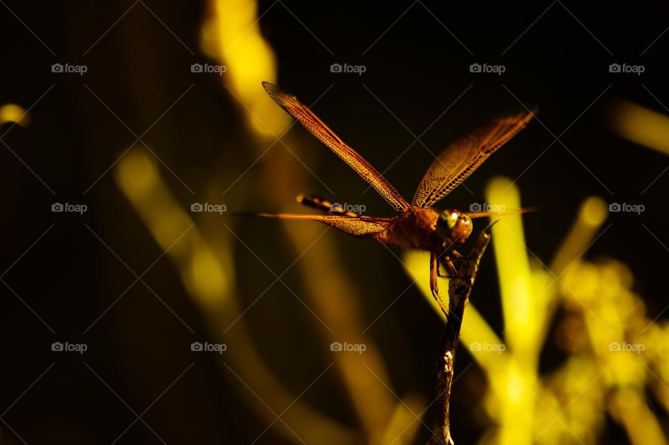 red dragonfly